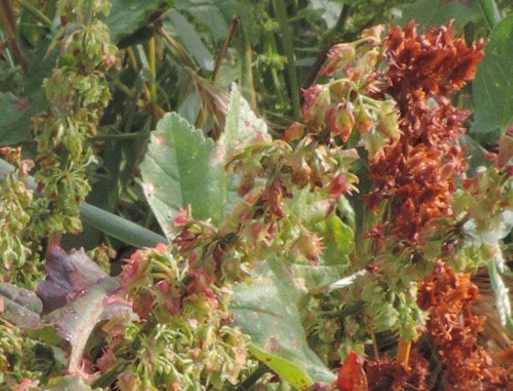 Rumex credo